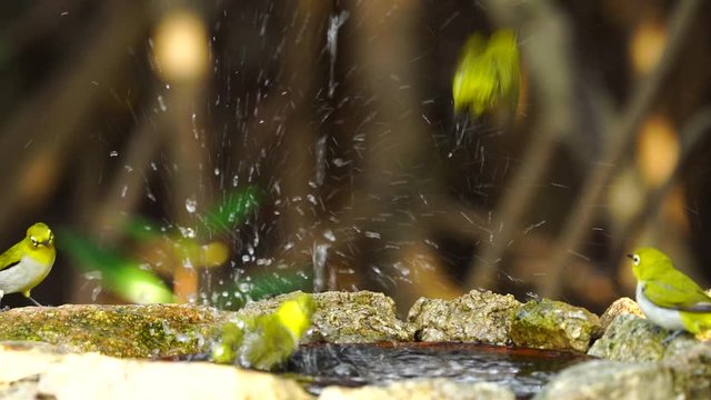 Japanese White-eye, Dark Green.Cute bird  drink water, play water in ponds at areas lacking fresh water.(Scientific Name : Zosterops simplex ) Slow motion