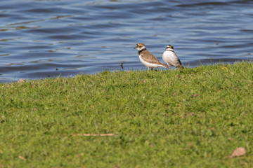 Little ringed plover (Charadrius dubius)
