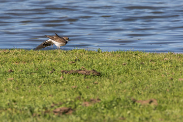 Little ringed plover (Charadrius dubius)