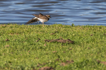 Little ringed plover (Charadrius dubius)