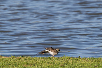 Little ringed plover (Charadrius dubius)