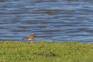 Little ringed plover (Charadrius dubius)