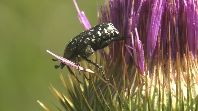 Cotinis nitida, green June beetle, June bug, June beetle, beetle of family Scarabaeidae, sitting on thistle flower bud. Macro view insect in wildlife