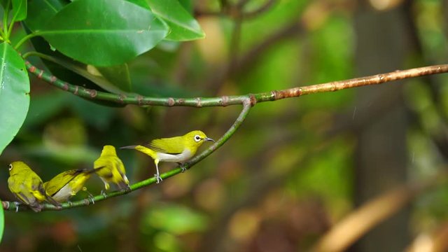 Japanese White-eye, Dark Green.Cute bird  perching on a branch.(Scientific Name : Zosterops simplex ) 