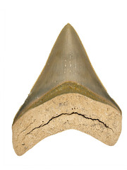  P1010091 Fossil Carcharocles megalodon shark tooth,  lingual, with scale copyright ernie cooper 2019