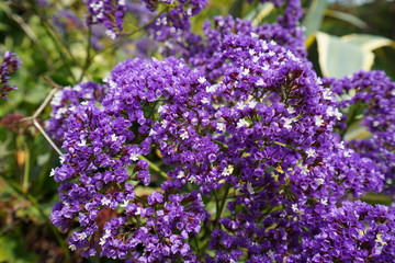 purple flowers in the garden