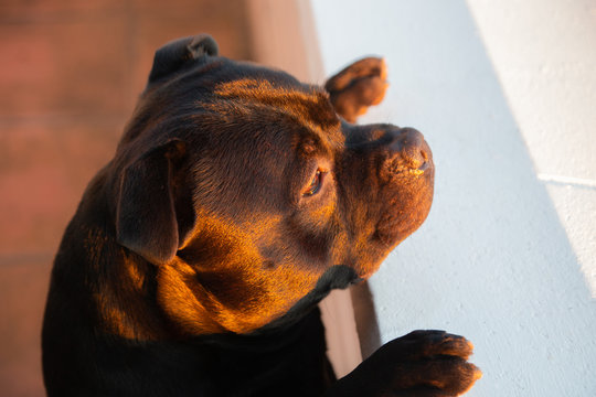 Black Staffordshire Bull Terrier Dog Reaching Up And Looking Over A Wall Of A Balcony. The Sunset Is Reflecting Golden Light On His Face.