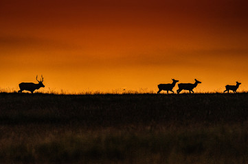 colorful sunset silhouette of elk herd crossing alpine meadow