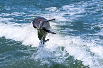 Delfin springt aus dem Wasser © Maximilian