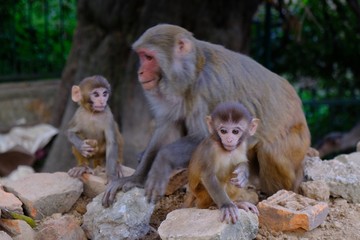 Family of monkey makak rezus (macaca mulatta) next to stairs to Swayambhunath stupa (Monkey...