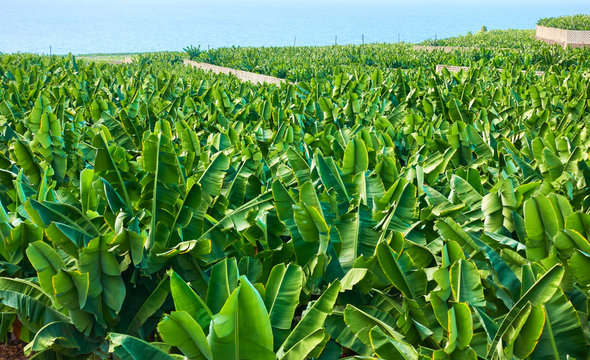 Banana Plantation In Tenerife