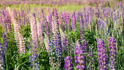 A field of lupines. Violet and pink lupin in meadow. Colorful bunch of lupines summer flower background or greeting card. Summer meadow with blooming lupins.