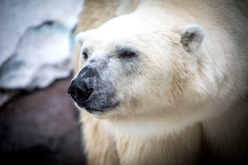 polar bear in the zoo