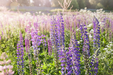 A field of lupines. Violet and pink lupin in meadow. Colorful bunch of lupines summer flower background or greeting card. Summer meadow with blooming lupins.