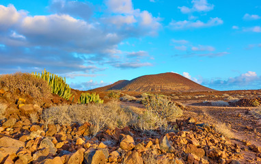 Desert with cacti and volcano at sunset inTenerife