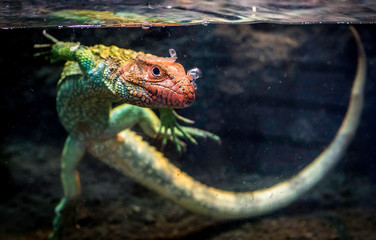 Caiman Lizard swimming in the water  - obrazy, fototapety, plakaty
