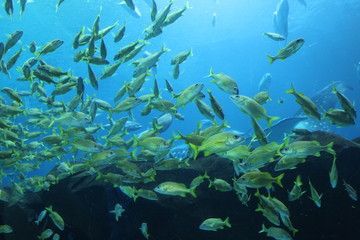 Fototapeta na wymiar shoal of tropical fish
