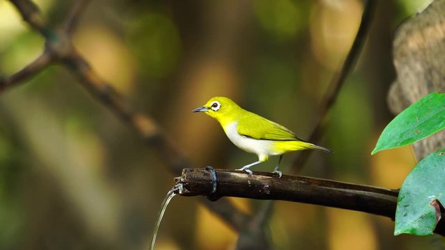 Japanese White-eye, Dark Green.Cute bird  perching on a branch.(Scientific Name : Zosterops simplex ) 
