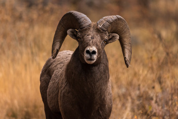 Obraz premium a bighorn ram in rut looks for a mate