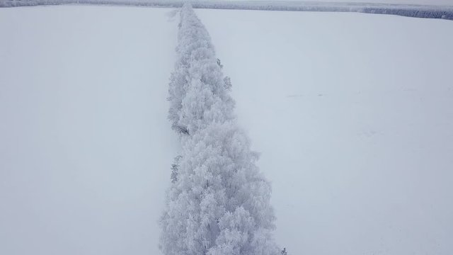 Winter aerial landscape of Russian fields and white trees in the snow. Russian nature in winter