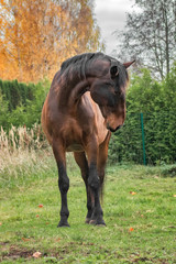 Bay latvian warmblood breed horse stands in the field and bends its neck. Animal portrait.