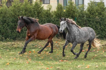Two horses -grey and brown - running forward in the field. Animal  in motion.