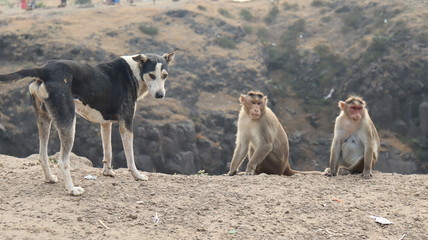 Friendship between a dog and two monkeys.