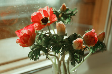  Bouquet of flowers anemones, red poppies on a windowsill in a glass vase. Macro. Big plan.