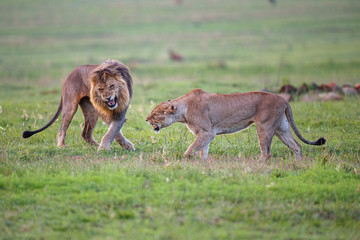 Mating couple of lions that it is not entirely in agreement in Nkomazi game reserve in South Africa