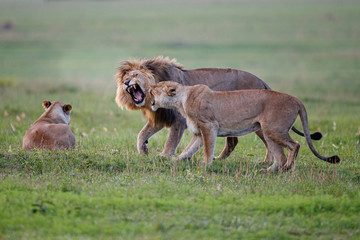 Mating couple of lions that it is not entirely in agreement in Nkomazi game reserve in South Africa