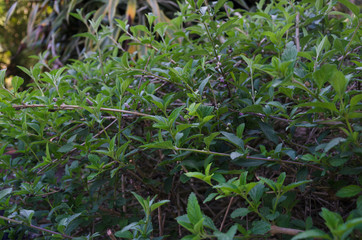 Lemon Balm (Melissa officinalis) growing in the garden