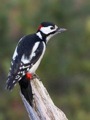 great spotted woodpecker