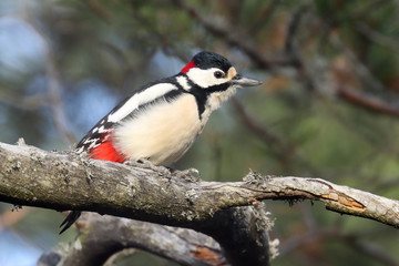 great spotted woodpecker
