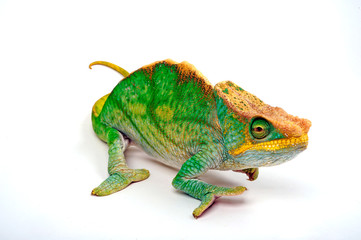 Parson's chameleon / Parsons Chamäleon (Calumma parsonii parsonii) -  © bennytrapp