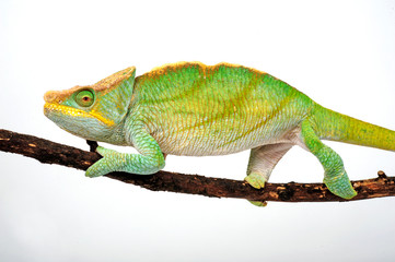 Parson's chameleon / Parsons Chamäleon (Calumma parsonii parsonii) - 