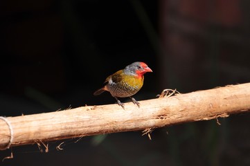 Yellow-bellied Waxbill