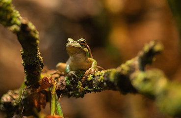 frog on leaf