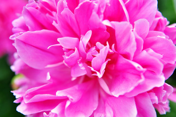 Pink fresh peony closeup. Flower texture. Soft focus.