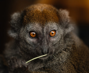 monkey eating snack 