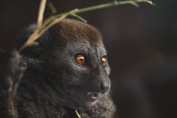 portrait of a lemur 