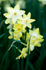 Close up of yellow daffodils flowers in spring. Floral texture. Soft focus.