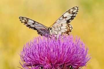 Closeup beautiful butterfly sitting on the flower.