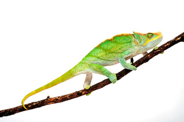 Parson's chameleon / Parsons Chamäleon (Calumma parsonii parsonii) -  © bennytrapp
