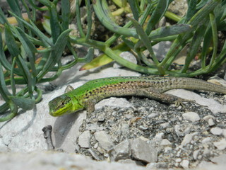 Green lizard on stone, Animal       