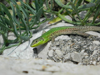Green lizard on stone, Animal       