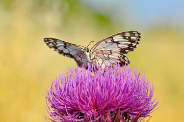 Closeup beautiful butterfly sitting on the flower.