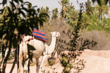 Desert Camel Ship, Marrakech, Morocco, North Africa