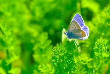 Closeup beautiful butterfly sitting on the flower.