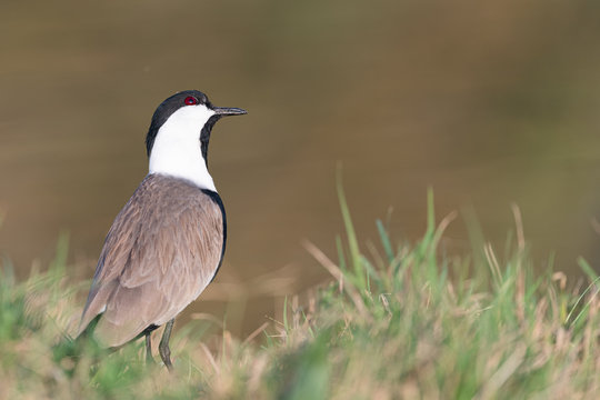 Spur Winged Lapwing Wild Bird Wonders 