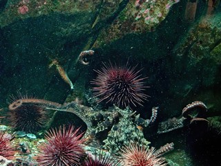 Fototapeta na wymiar Giant Pacific Octopus